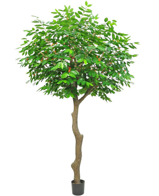 Albero Da Frutto Del Caffè - Albero Artificiale