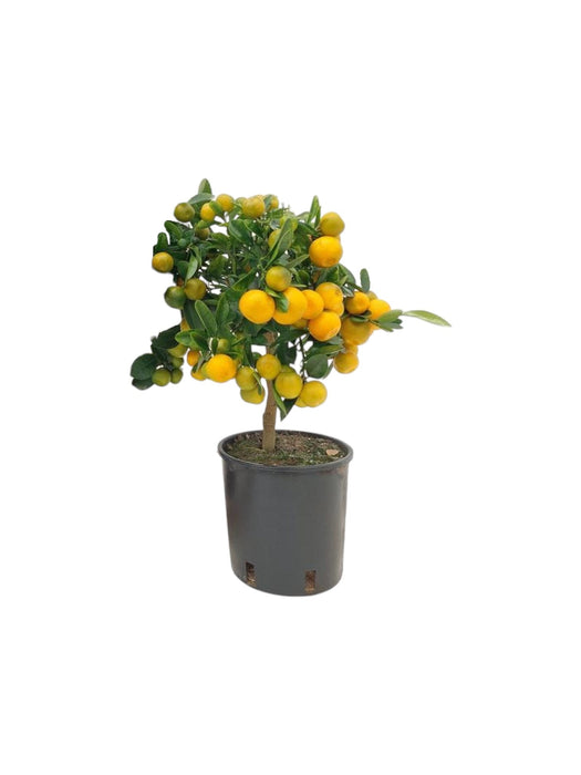 Calamondino In Vaso D16Cm H40Cm