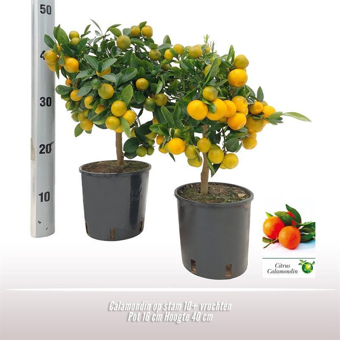 Calamondino In Vaso D16Cm H40Cm