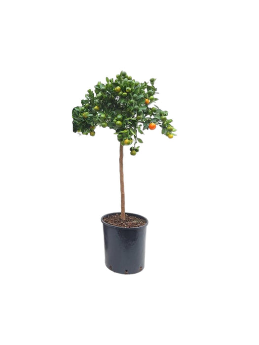 Calamondino In Vaso D26Cm H100Cm