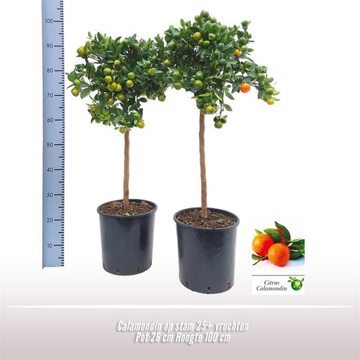 Calamondino In Vaso D26Cm H100Cm