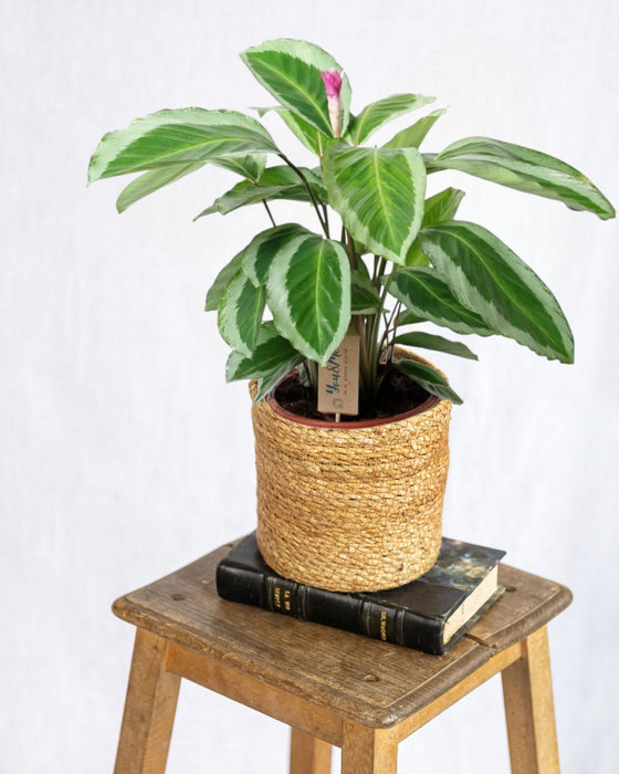 Calathea Bicajoux Geco