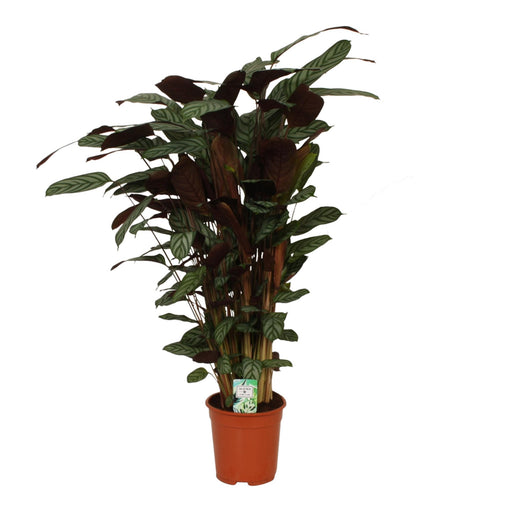 Stella Compatta Calathea
