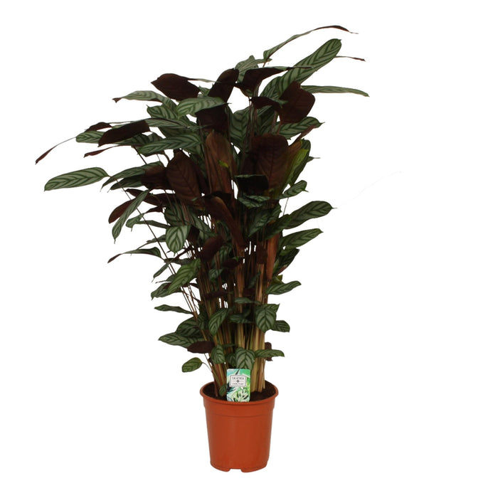 Stella Compatta Calathea