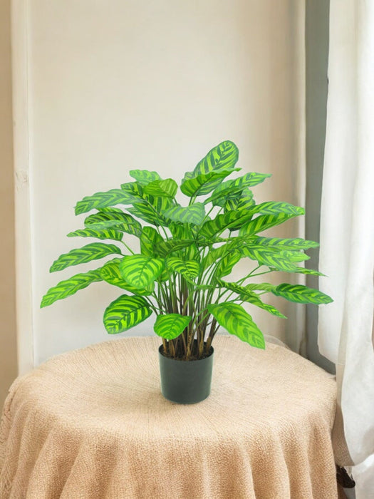 Calathea Makoyana Deluxe - Pianta Verde Artificiale