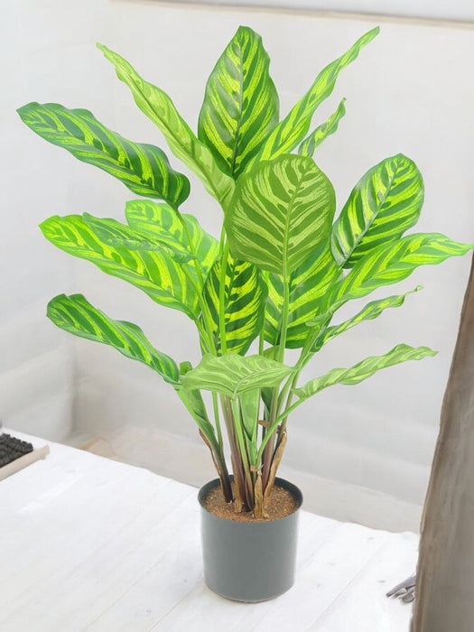 Calathea Makoyana - Pianta Verde Artificiale