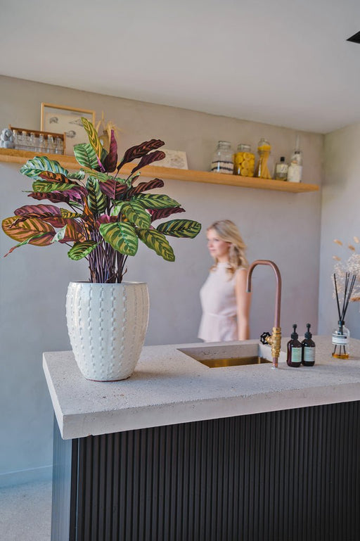 Calathea Makoyana - Pianta Verde Artificiale