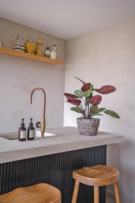 Calathea Makoyana - Pianta Verde Artificiale