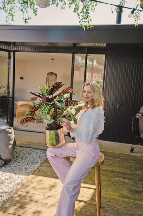 Calathea Makoyana - Pianta Verde Artificiale