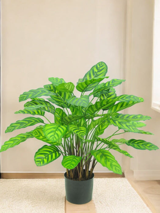 Calathea Makoyana - Pianta Verde Artificiale