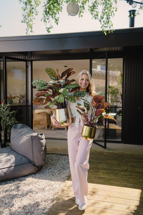 Calathea Makoyana - Pianta Verde Artificiale