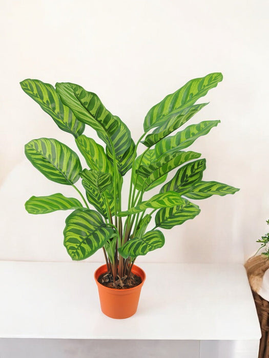 Calathea Makoyana - Pianta Verde Artificiale