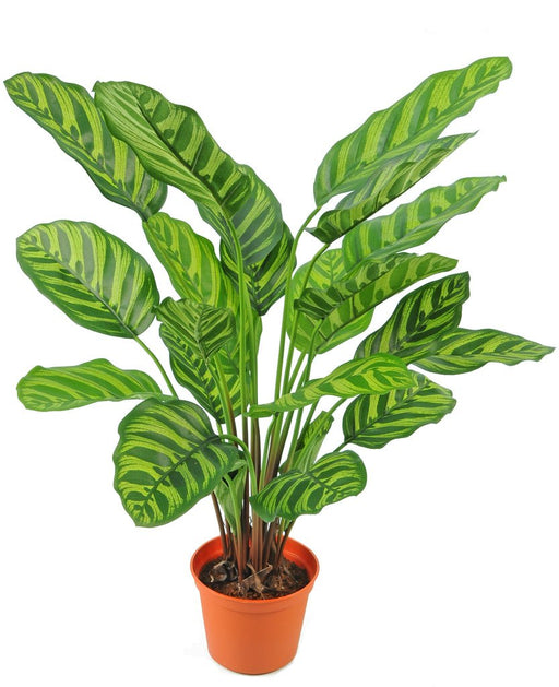 Calathea Makoyana - Pianta Verde Artificiale