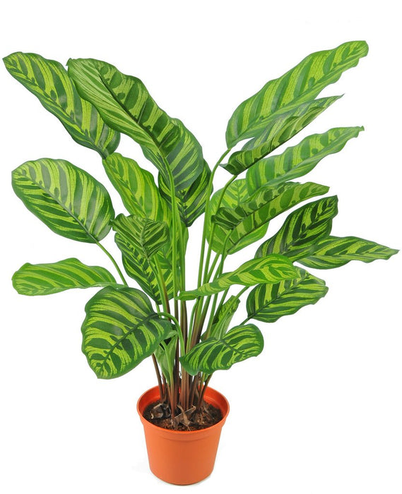 Calathea Makoyana - Pianta Verde Artificiale