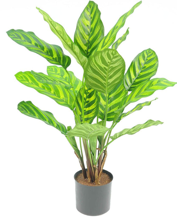 Calathea Makoyana - Pianta Verde Artificiale