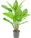 Calathea Makoyana - Pianta Verde Artificiale