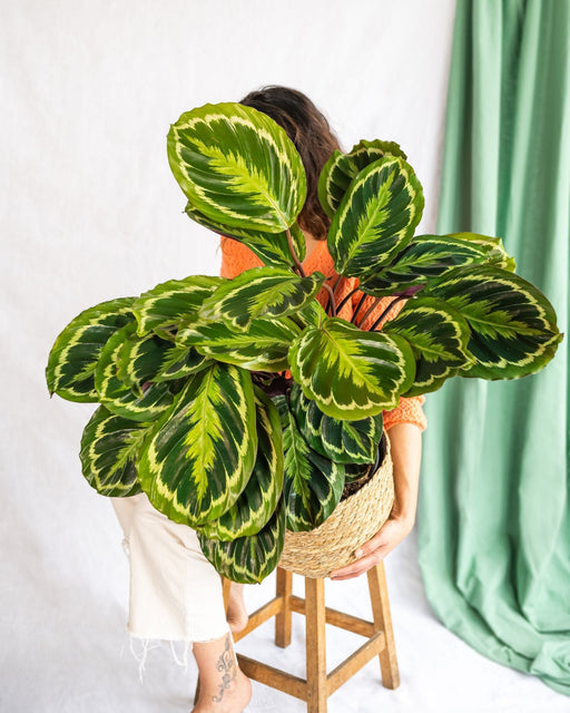 Medaglione Calathea