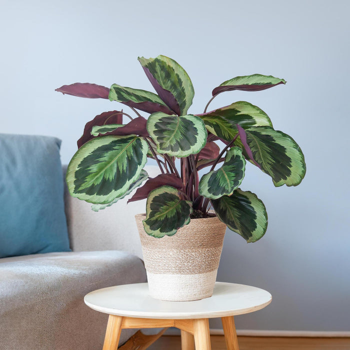 Medaglione Calathea E Il Suo Vaso