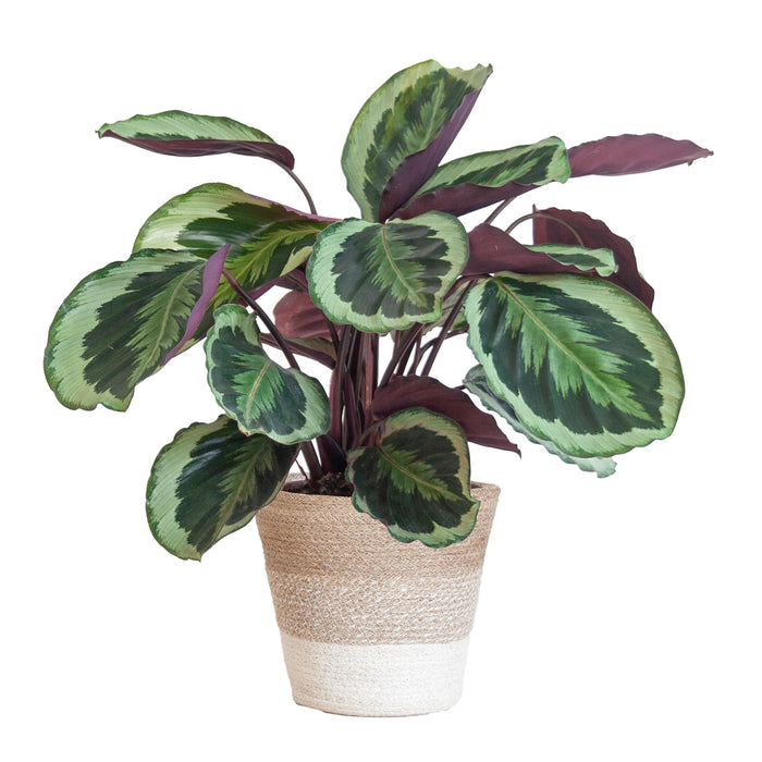 Medaglione Calathea E Il Suo Vaso