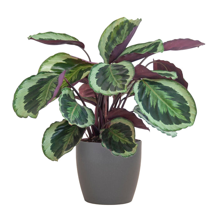 Medaglione Calathea E Il Suo Vaso