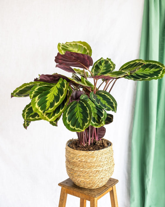 Medaglione Calathea
