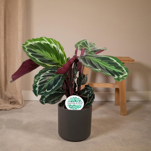 Medaglione Calathea