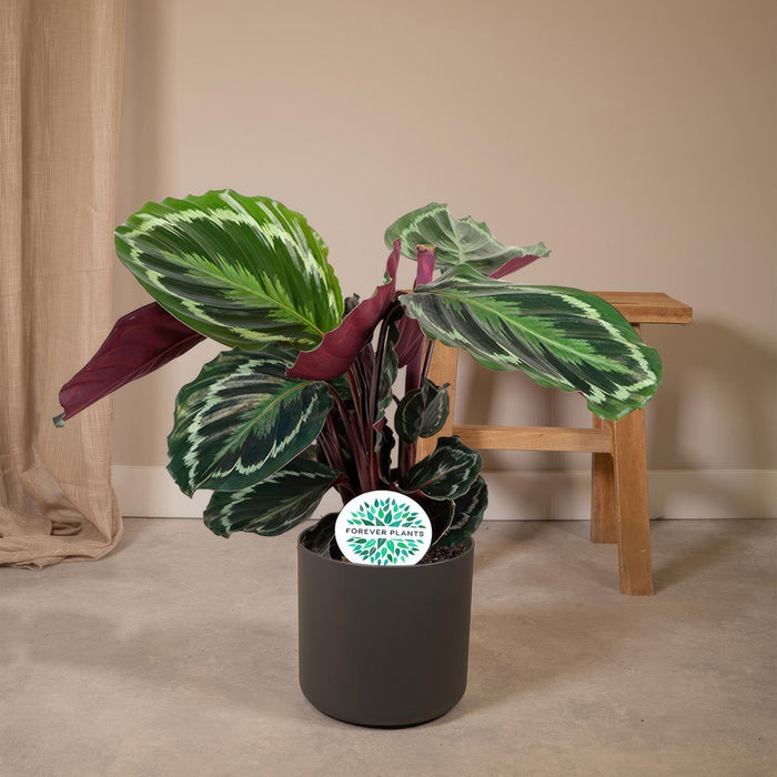 Medaglione Calathea