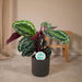 Medaglione Calathea