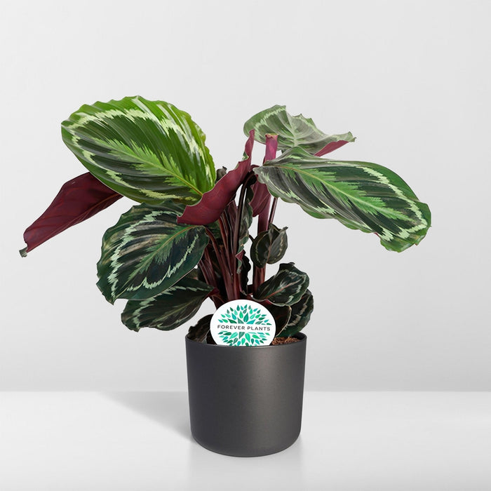 Medaglione Calathea