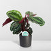 Medaglione Calathea