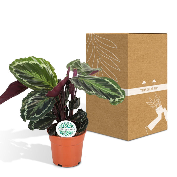 Medaglione Calathea