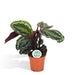 Medaglione Calathea