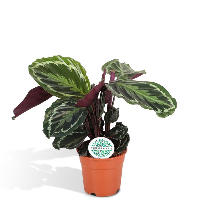 Medaglione Calathea
