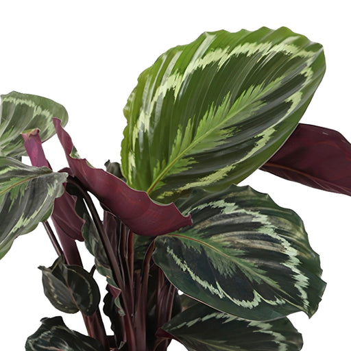 Medaglione Calathea