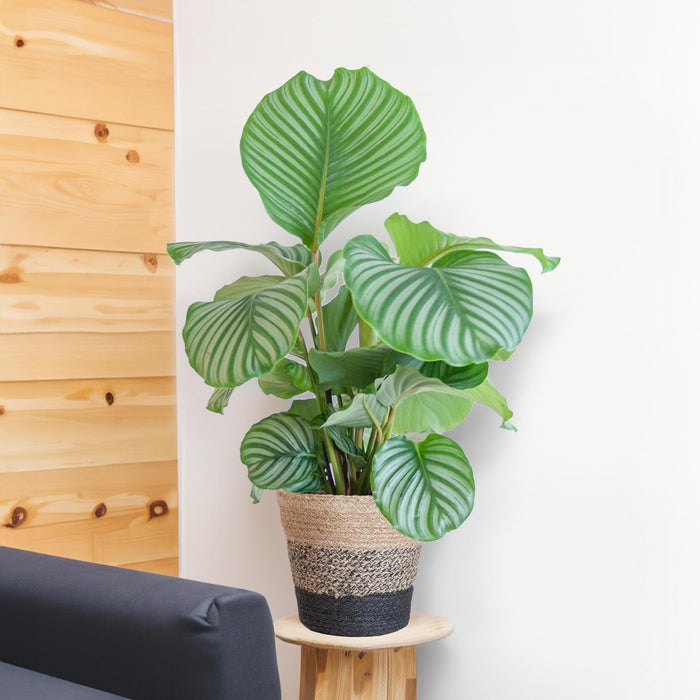 Calathea Orbifolia E Il Suo Vaso