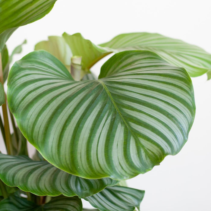 Calathea Orbifolia E Il Suo Vaso
