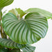 Calathea Orbifolia E Il Suo Vaso