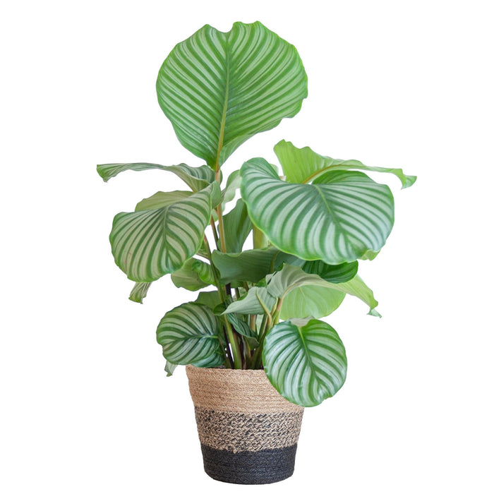 Calathea Orbifolia E Il Suo Vaso