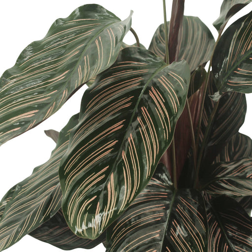 Calathea Ornata-Set Di 2