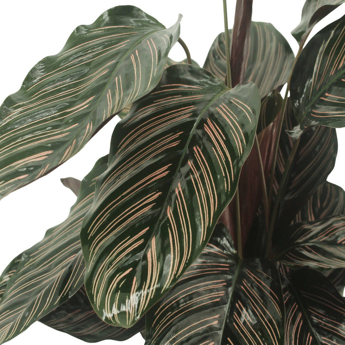 Calathea Ornata-Set Di 2