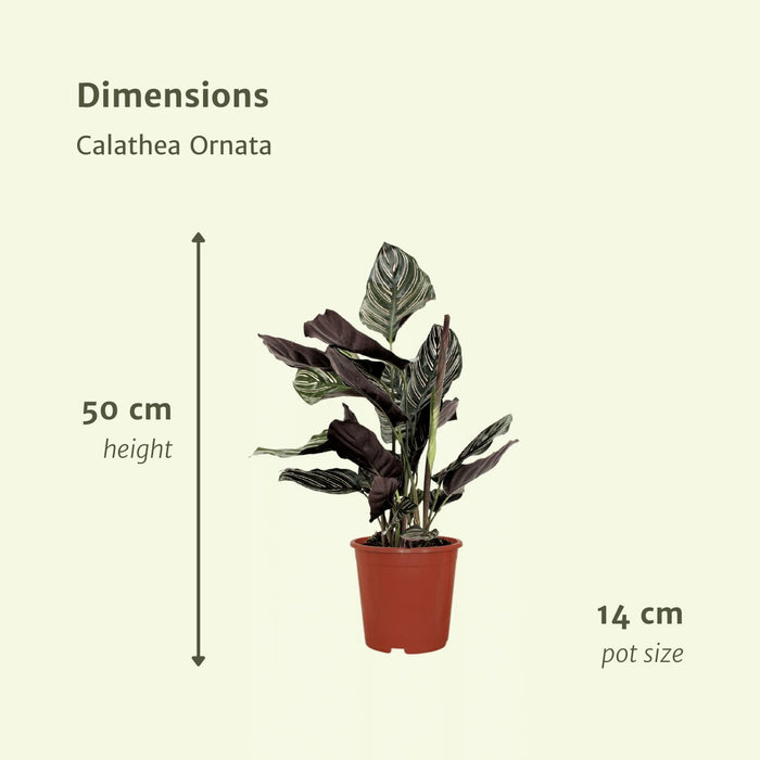 Calathea Ornata-Set Di 2