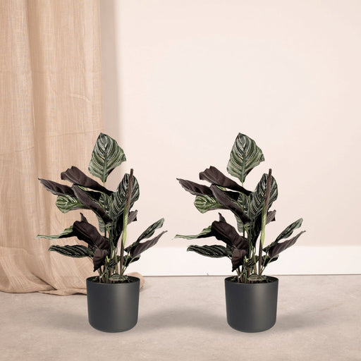 Calathea Ornata-Set Di 2