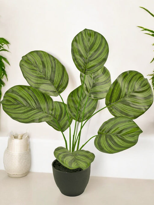 Calathea - Pianta Verde Artificiale