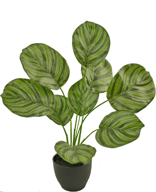 Calathea - Pianta Verde Artificiale
