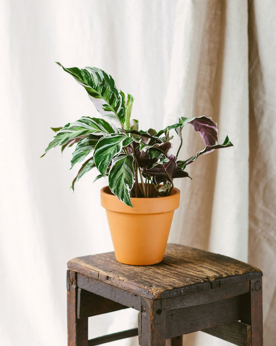 Calathea Fusione Bianca