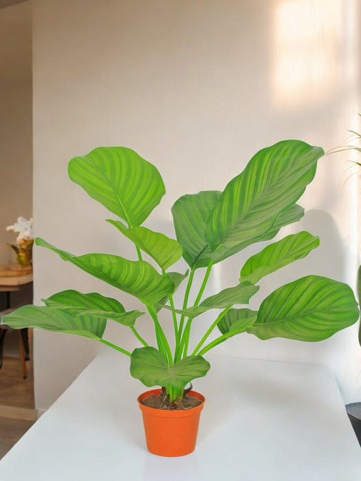Calathea Orbifolia - Pianta Verde Artificiale