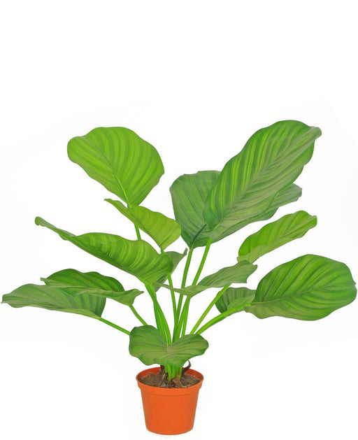 Calathea Orbifolia - Pianta Verde Artificiale