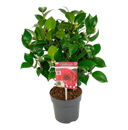 Camelia Japonica Pizzo Nero