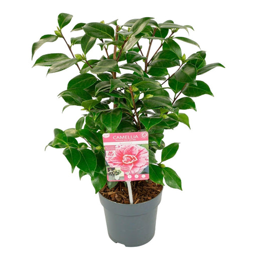 Camellia Japonica Bonomiana - Arbusto Da Fiore All'aperto