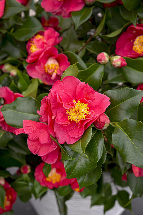 Camelia Japonica 'Dr. Re' - ↨90Cm - Ø29Cm